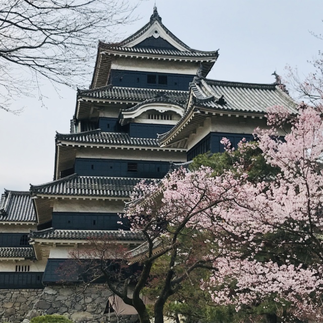 国宝松本城。桜が咲いていて華やか。まだまだこれから咲く木も沢山ありました。