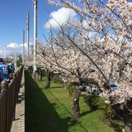 バックスタンド側桜並木