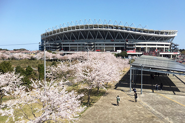 スタジアム周辺の桜もほぼ満開！