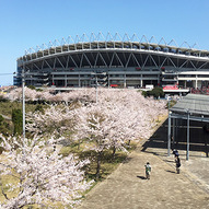 スタジアム周辺の桜もほぼ満開！