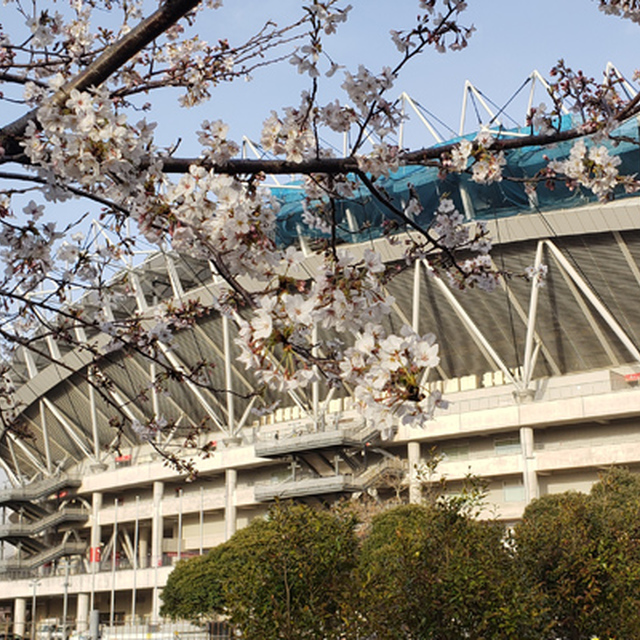 スタジアム周辺の桜も満開間近