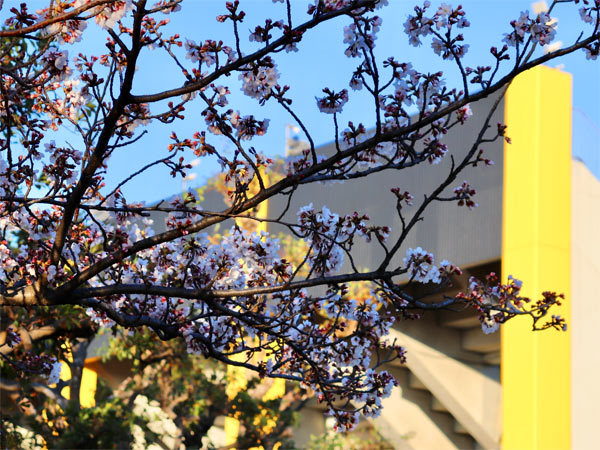 日立台自慢の桜も満開です