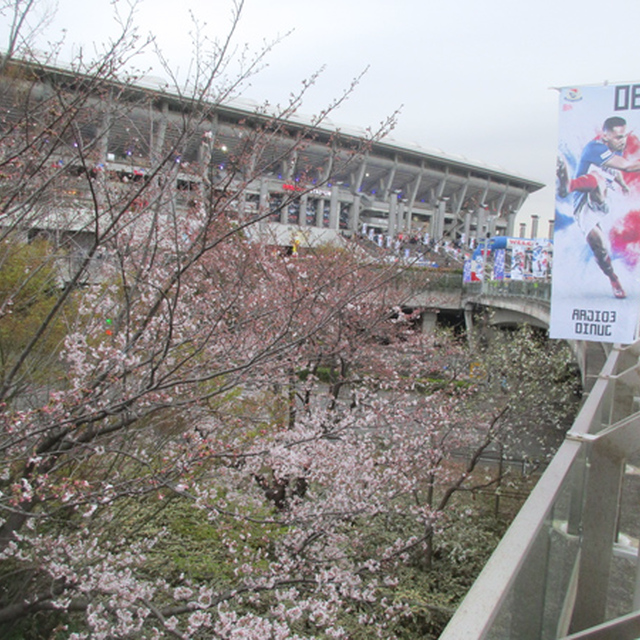スタジアム横の桜も開花