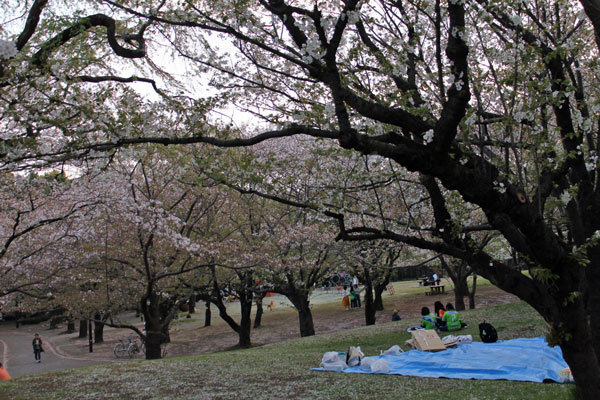 平塚総合公園の風景も葉桜に移ろいつつあります