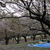 平塚総合公園の風景も葉桜に移ろいつつあります