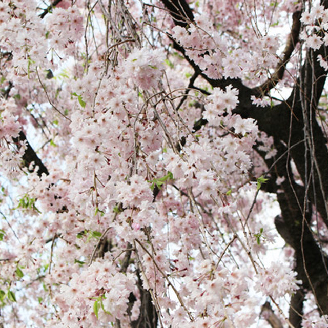 7分咲きの枝垂れ桜