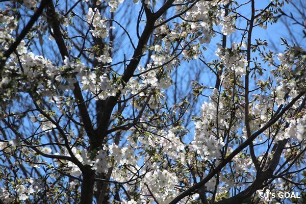 桜の木が複数植わっているアウェイ側バックスタンドの裏手で花が咲いている１本は、品種によるものなのか、日当たりがいいからか四分から五分咲きといったところ。