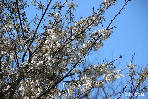 だいぶ花が咲いてきている桜の木でも枝によって、また枝の先のほうなど場所によってはまだ固い蕾の状態だった。
