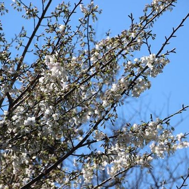 だいぶ花が咲いてきている桜の木でも枝によって、また枝の先のほうなど場所によってはまだ固い蕾の状態だった。
