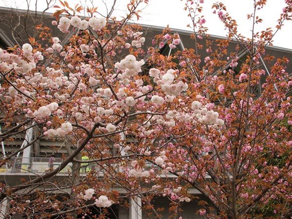 ２本の八重桜