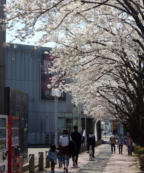 春限定の味スタ名物「スタジアム周辺の桜並木」