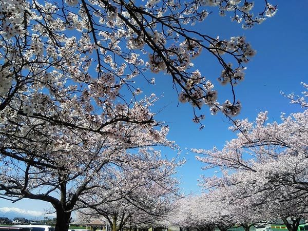 西南公園の桜が満開です