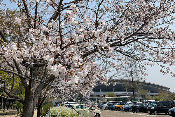 満開に近づく、晴れの国の桜