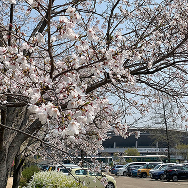 満開に近づく、晴れの国の桜