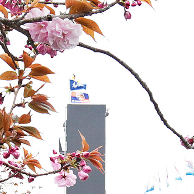 八重咲きの桜はつぼみから３分咲きに