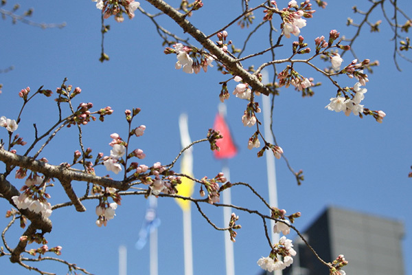 スタジアム周辺の桜は3分咲き