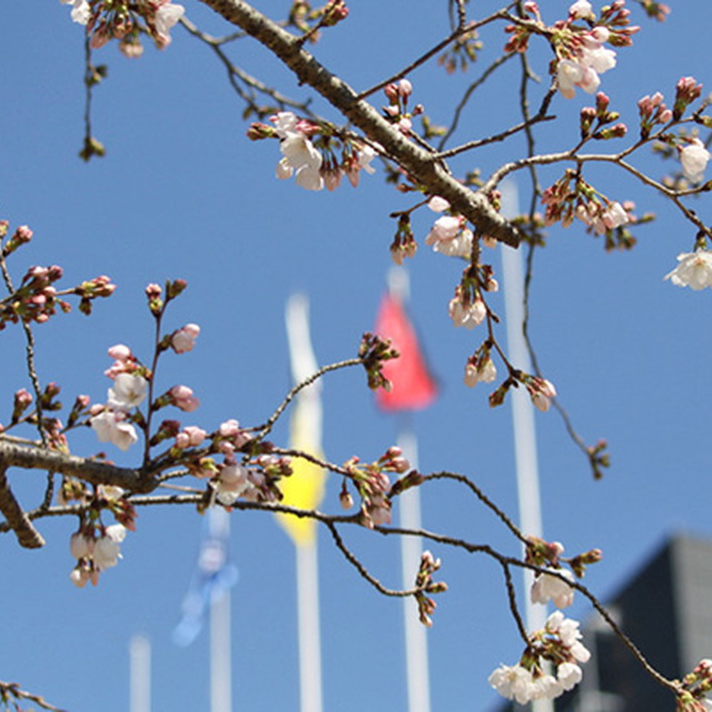 スタジアム周辺の桜は3分咲き