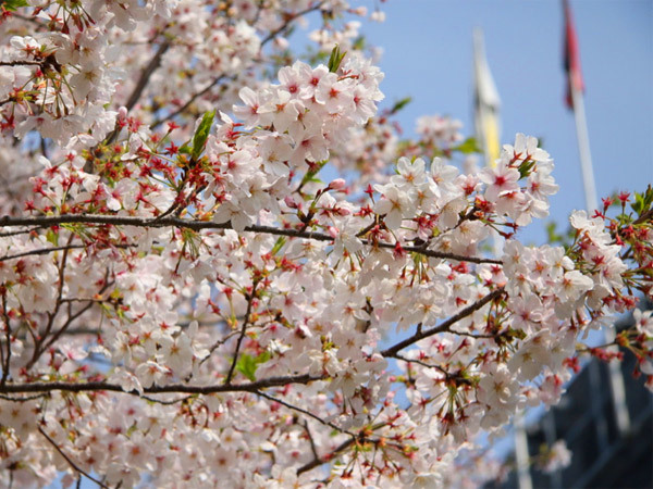 えがお健康スタジアムの桜も満開！