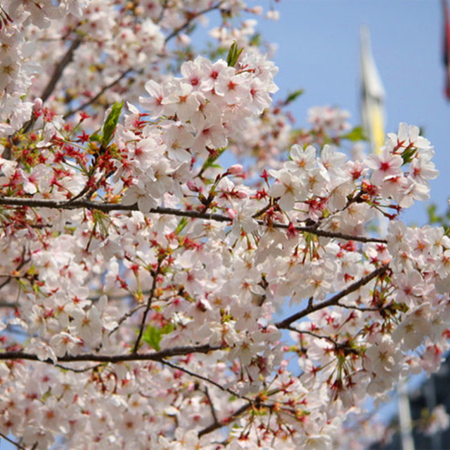 えがお健康スタジアムの桜も満開！