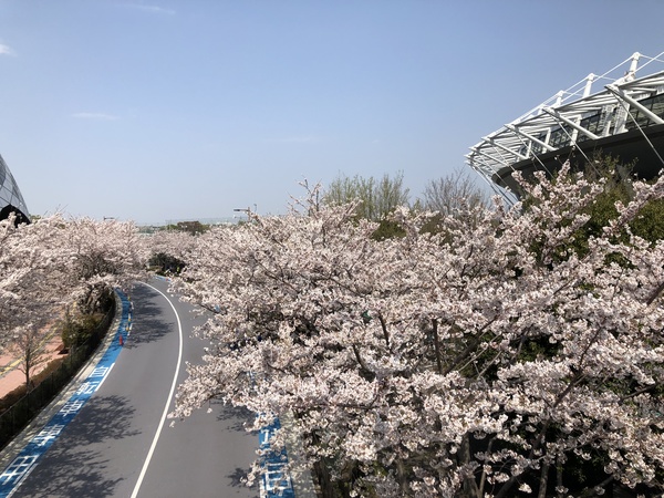 スタジアム通りには約300本の桜並木が続く