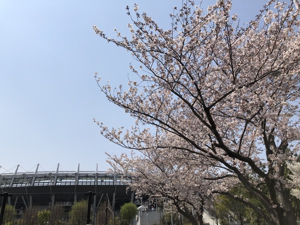 天文台口から入った際にもスタジアムを背景に桜を眺めることができる