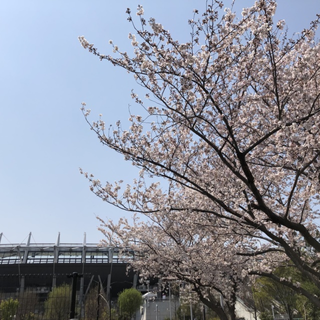 天文台口から入った際にもスタジアムを背景に桜を眺めることができる