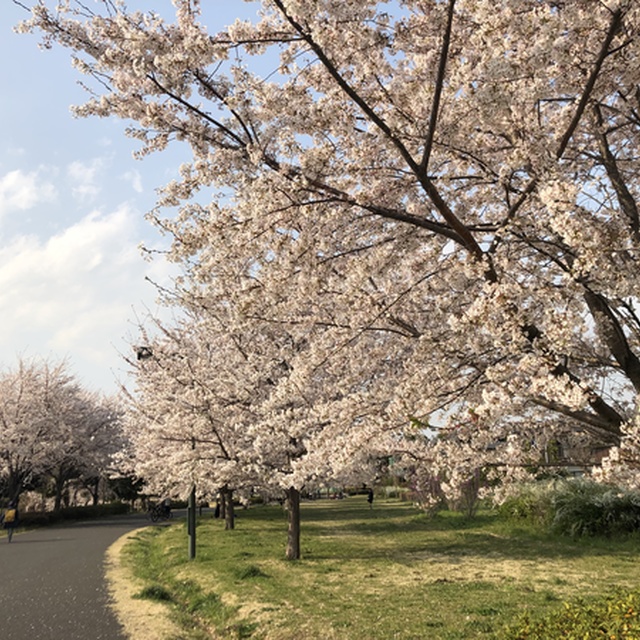 公園内にも多くの桜が植えられている