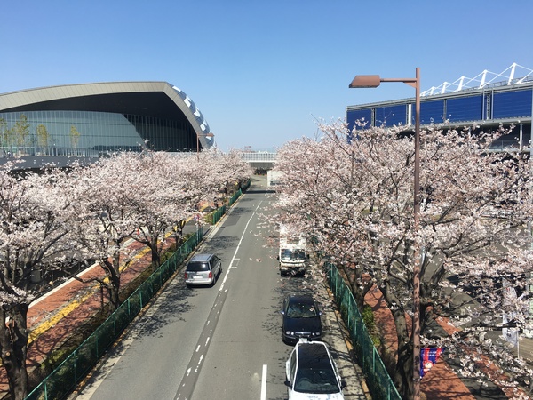 味スタの正面入り口に繋がる遊歩道から見える桜並木がキレイでした！