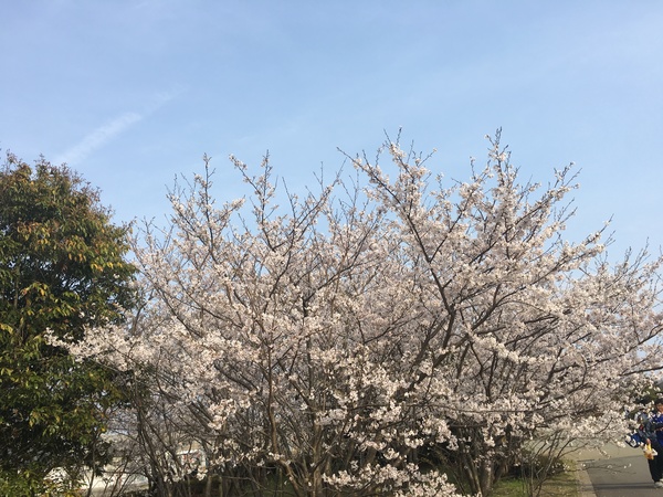 鳴門駅からの無料シャトルバスから降りた瞬間に、目の前には満開の桜が。