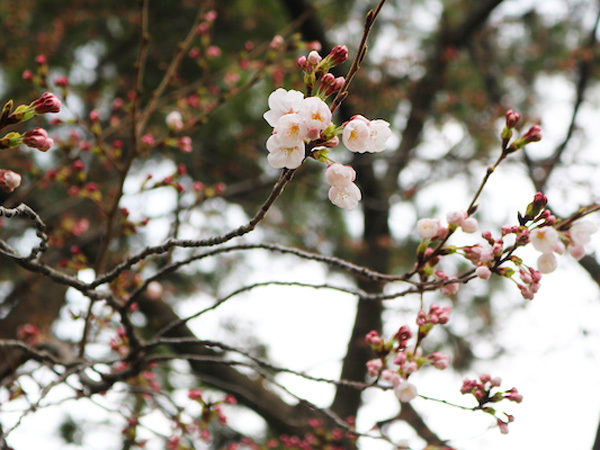 石川西部の桜も咲き始めています