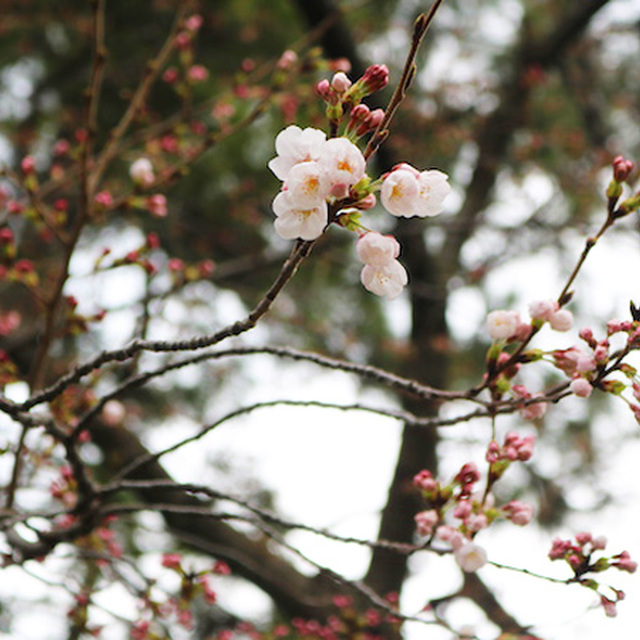 石川西部の桜も咲き始めています
