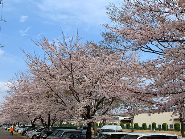 スタジアム周辺の桜は満開！