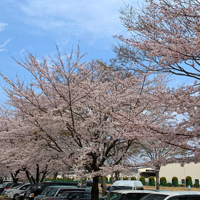 スタジアム周辺の桜は満開！