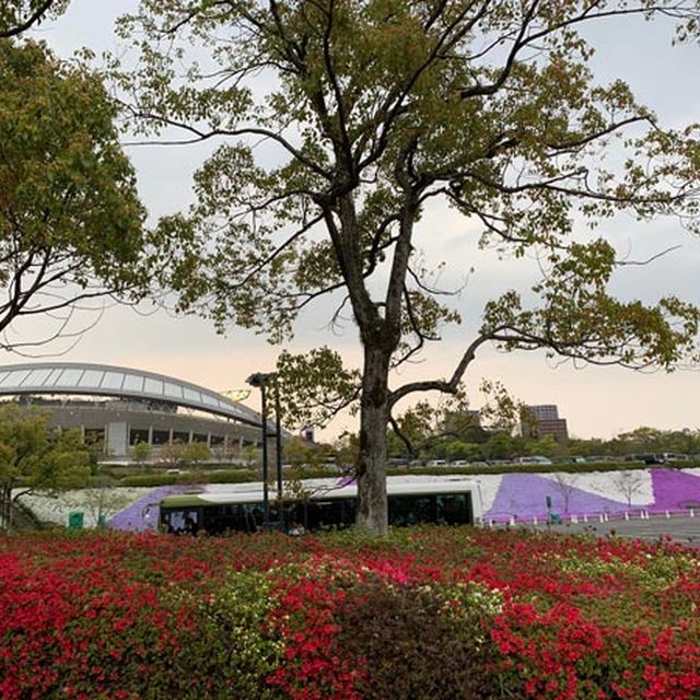 エディオンスタジアム周辺の花、芝桜も綺麗。