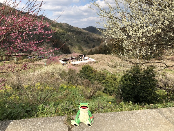 七折（ななおれ）梅まつり
砥部町にある七折梅園は2月下旬に見頃を迎えます。山の斜面が紅白に彩られます。