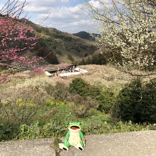 七折（ななおれ）梅まつり
砥部町にある七折梅園は2月下旬に見頃を迎えます。山の斜面が紅白に彩られます。